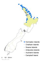 Asplenium decurrens distribution map based on databased records at AK, CHR, OTA & WELT.
 Image: K. Boardman © Landcare Research 2017 CC BY 3.0 NZ